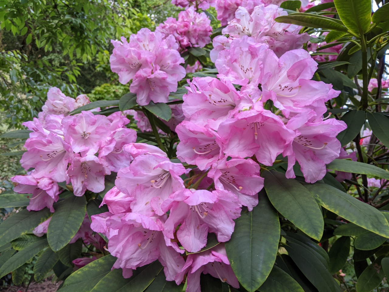 Unnamed hybrid seedling